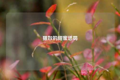 猫奴的甜蜜惩罚