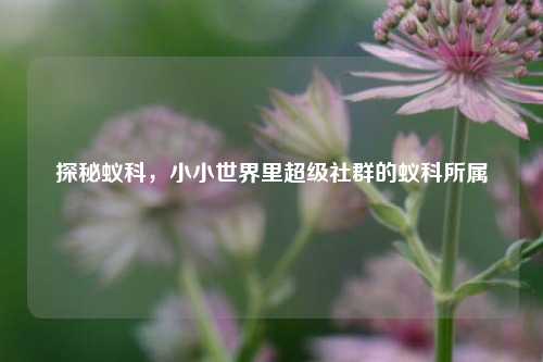 探秘蚁科，小小世界里超级社群的蚁科所属