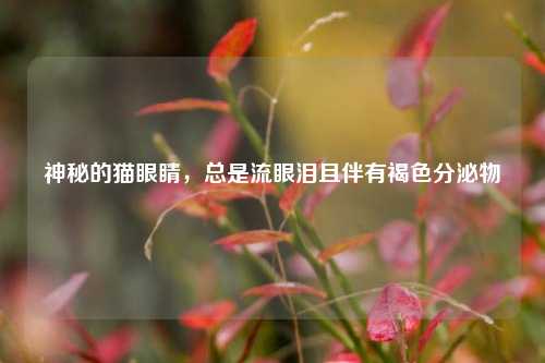 神秘的猫眼睛，总是流眼泪且伴有褐色分泌物