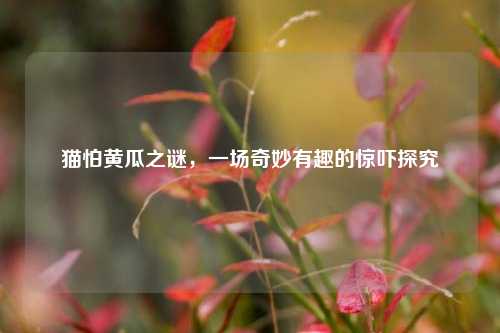 猫怕黄瓜之谜，一场奇妙有趣的惊吓探究