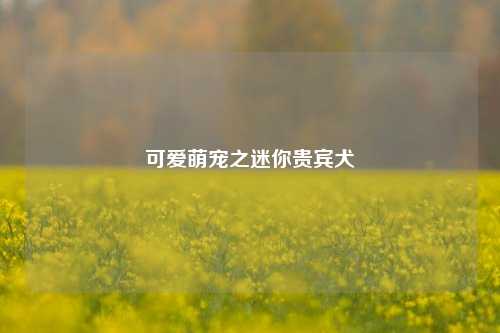 可爱萌宠之迷你贵宾犬