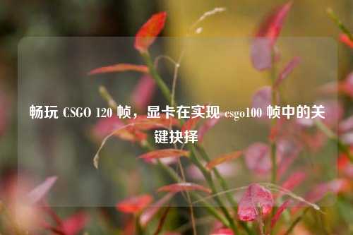 畅玩 CSGO 120 帧，显卡在实现 csgo100 帧中的关键抉择