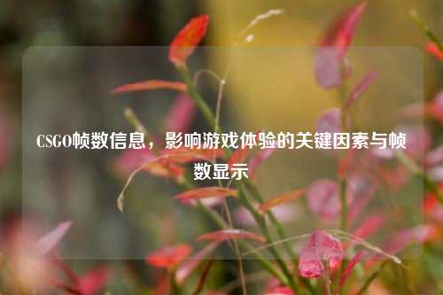CSGO帧数信息，影响游戏体验的关键因素与帧数显示