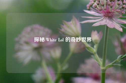 探秘 White Lol 的奇妙世界